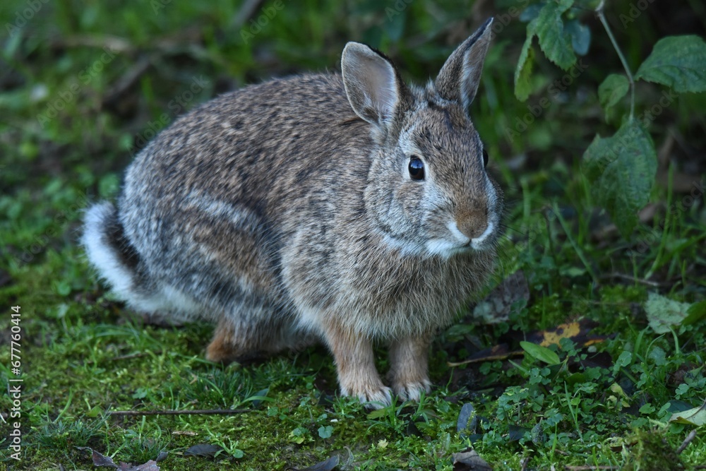 Fototapeta premium coniglio
