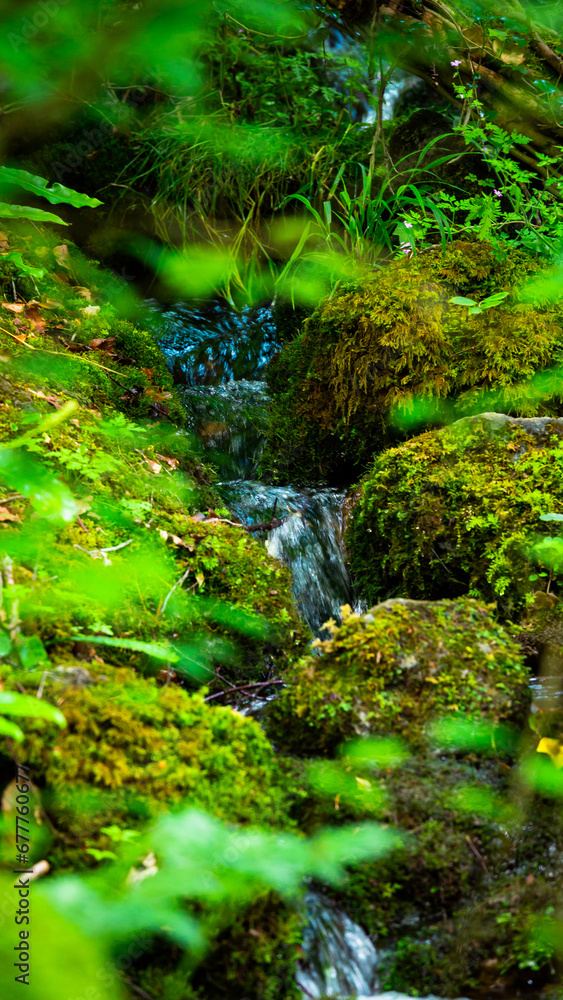 Smooth Creek with wild nature in forest Smooth Creek with wild nature in forest