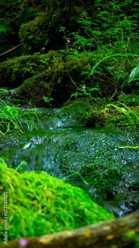 Creek with wild nature in forest