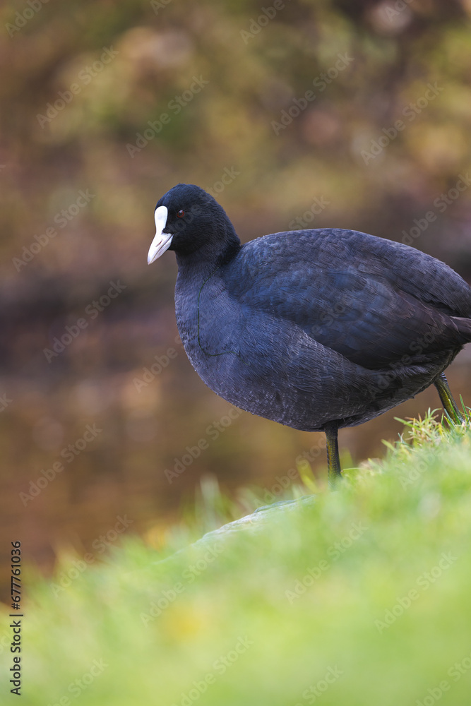 Fototapeta premium Feathered Elegance: Stunning Coot Photography
