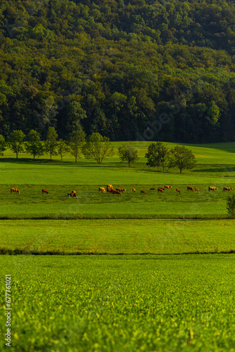 Cows on a German Field with trees