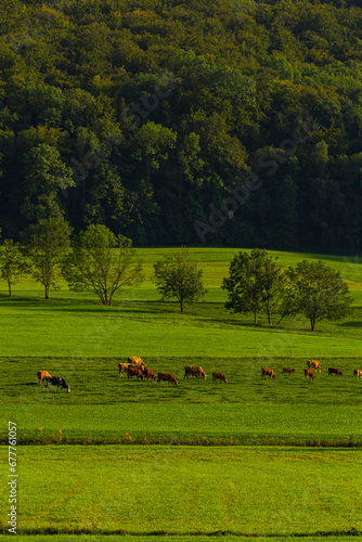 Cows on a German Field with trees photo