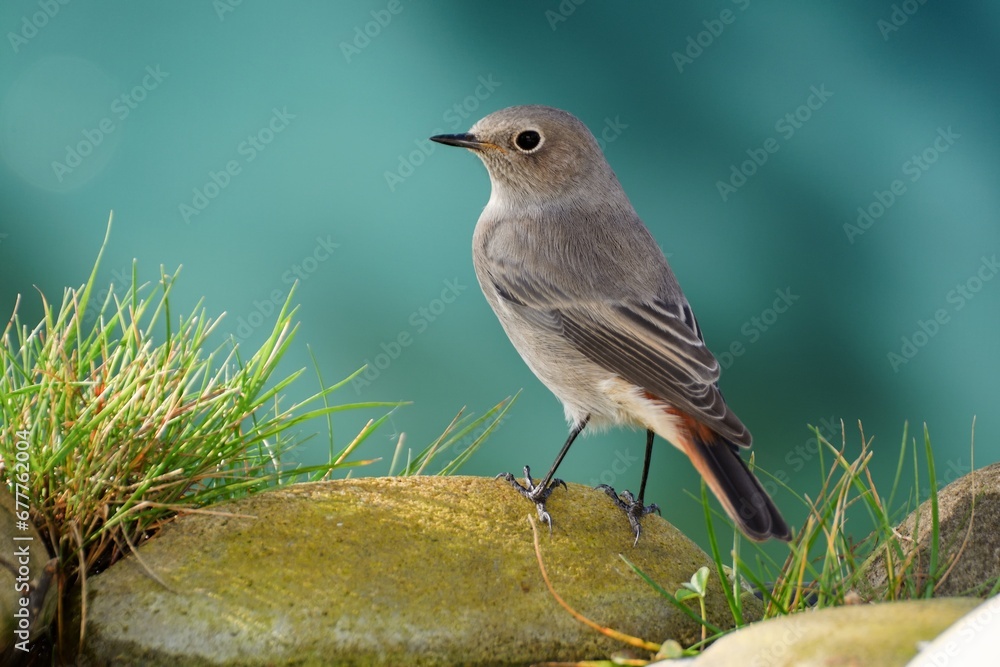 Common Redstart (Phoenicurus phoenicurus), female is standing on a stone near the grass. Czechia. Common Redstart (Phoenicurus phoenicurus), female is standing on a stone near the grass. Czechia.