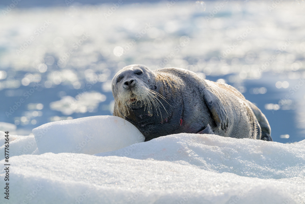 Bearded seal (Erignathus barbatus), Svalbard, Norway