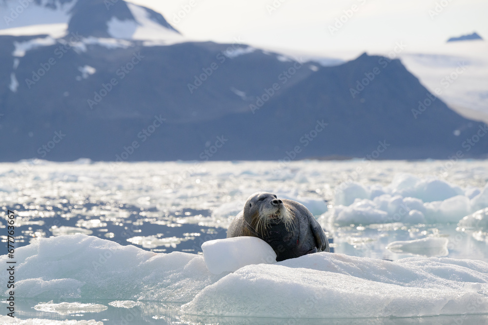 Fototapeta premium Bearded seal (Erignathus barbatus), Svalbard, Norway