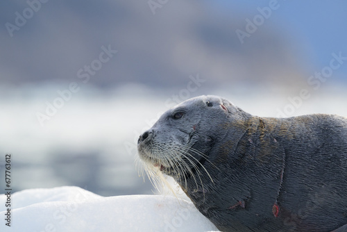 Bearded seal (Erignathus barbatus), Svalbard, Norway