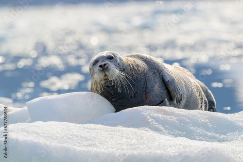 Obraz na płótnie Bearded seal (Erignathus barbatus), Svalbard, Norway w salonie