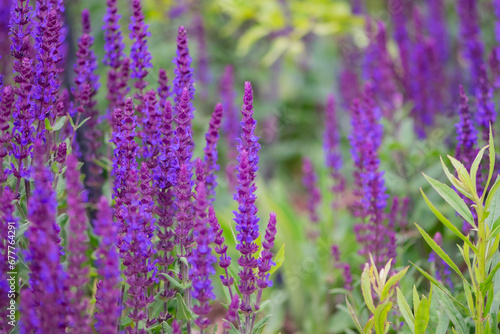 Purple flowers in a Michigan garden
