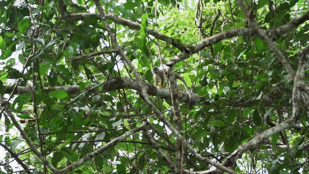 Cute little squirrel monkey jumping through the canopy of the tropical rainforest in the Cuyabeno wildlife reserve in the Amazon region of Ecuador. Cute little squirrel monkey jumping through the canopy of the tropical rainforest in the Cuyabeno wildlife reserve in the Amazon region of Ecuador.
