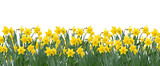 Yellow spring daffodils field background banner isolated cutout on transparent