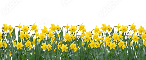 Yellow spring daffodils field background banner isolated cutout on transparent