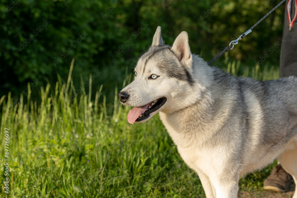 Beautiful Siberian Husky dog with blue eyes in the forest. Close-up of the muzzle of a dog with blue eyes of the Siberian Husky breed. Portrait of a siberian husky looking at the camera.