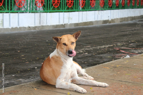 dog on the road