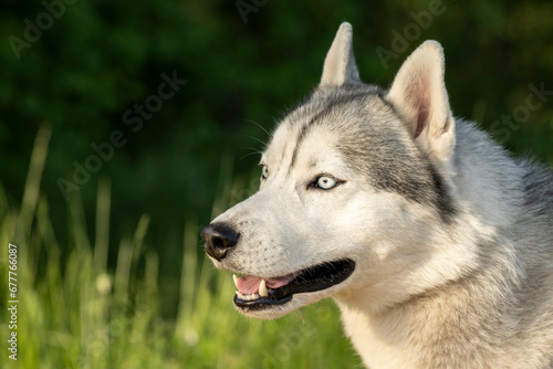 Beautiful Siberian Husky dog with blue eyes in the forest. Close-up of the muzzle of a dog with blue eyes of the Siberian Husky breed. Portrait of a siberian husky looking at the camera.