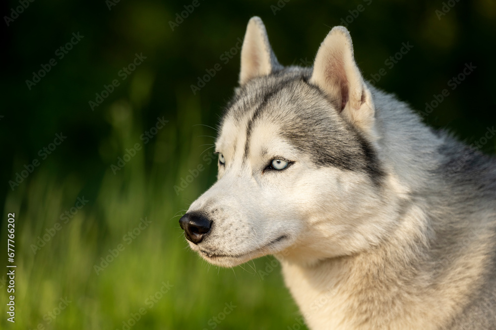 Close-up of calm husky dog's face with blue eyes with white and black furry coat. Beautiful Siberian Husky dog with blue eyes in the forest. 