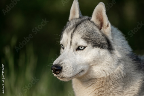 Close-up of calm husky dog s face with blue eyes with white and black furry coat. Beautiful Siberian Husky dog with blue eyes in the forest. 