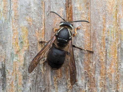 P7310079 bald faced hornet, Dolichovespula maculata, on wood cECP 2023 photo