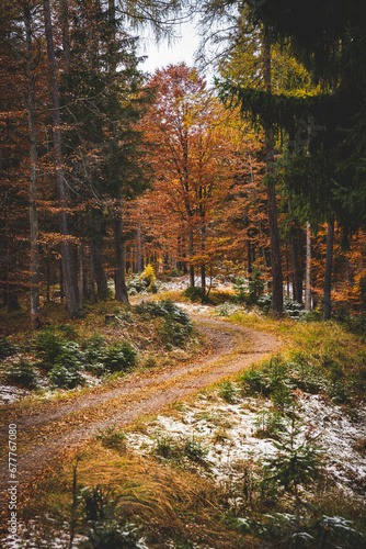 Herbstlicher Weg im Wald