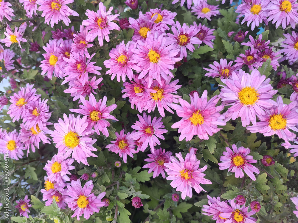Chrisantema is in the garden, flowers background Chrisantema is in the garden, flowers background