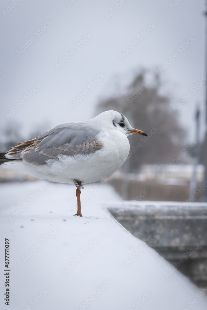 Arctic Elegance, a Winter Portrait of a Majestic Seagull Arctic Elegance, a Winter Portrait of a Majestic Seagull