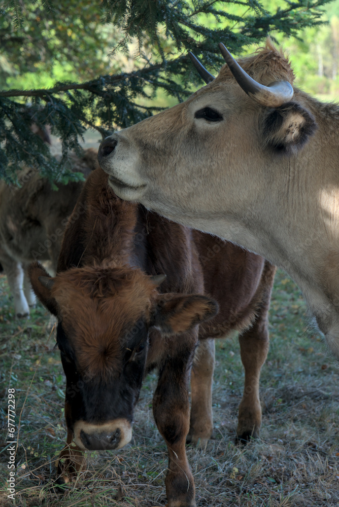 Φωτογραφία Aubrac cow and calf in their meadow in Auvergne, France.