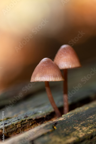 Purple edge bonnet (Mycena purpureofusca) is an agaric fungus in the family Mycenaceae. Macro close up of two brownish umbrella like mushrooms on rotten wood in a forest in Sauerland Germany in autumn photo