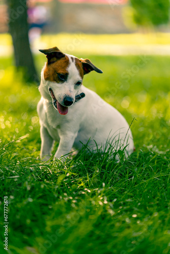 portrait of an active playful jack russell terrier dog on a walk in the park the concept of love for animals