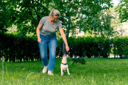 a small active dog of a breed like a russell terrier works with a dog handler in the park executes the command snake through the legs animal training