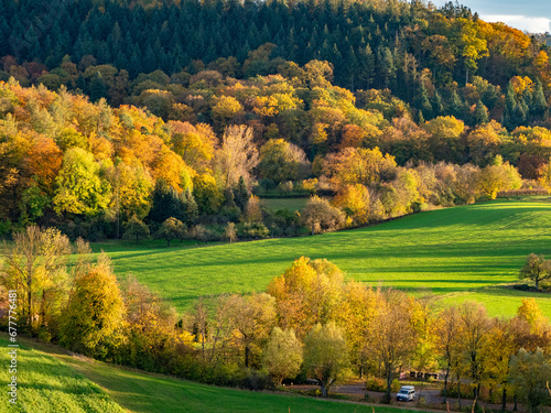 Herbstlich gefärbte Bäume im Mischwald