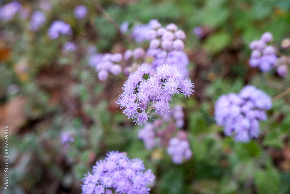 Lilac Blossom: Beautiful Macro Shot of Purple Wild Flower in Nature Lilac Blossom: Beautiful Macro Shot of Purple Wild Flower in Nature
