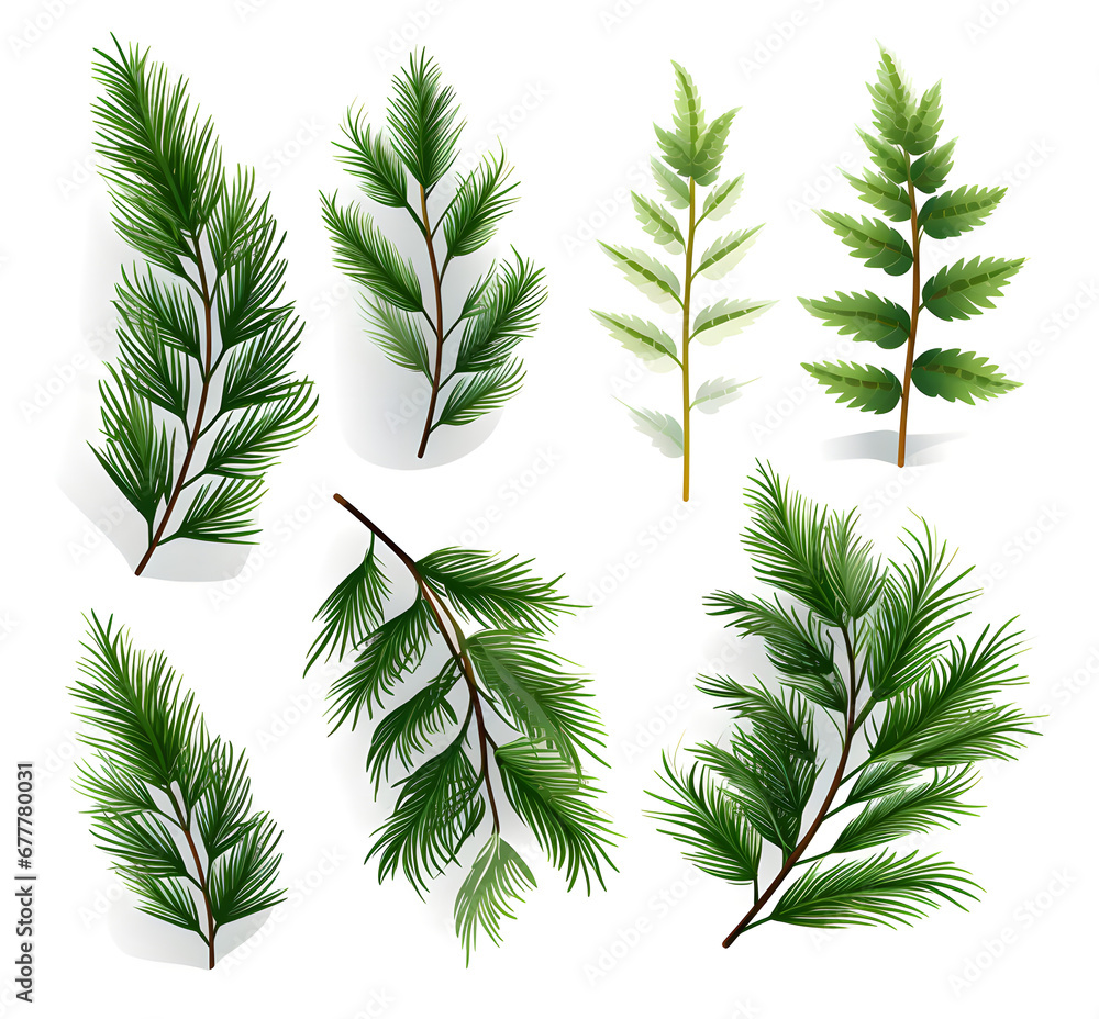 set of forest fir branches illustrations set of forest fir branches illustrations