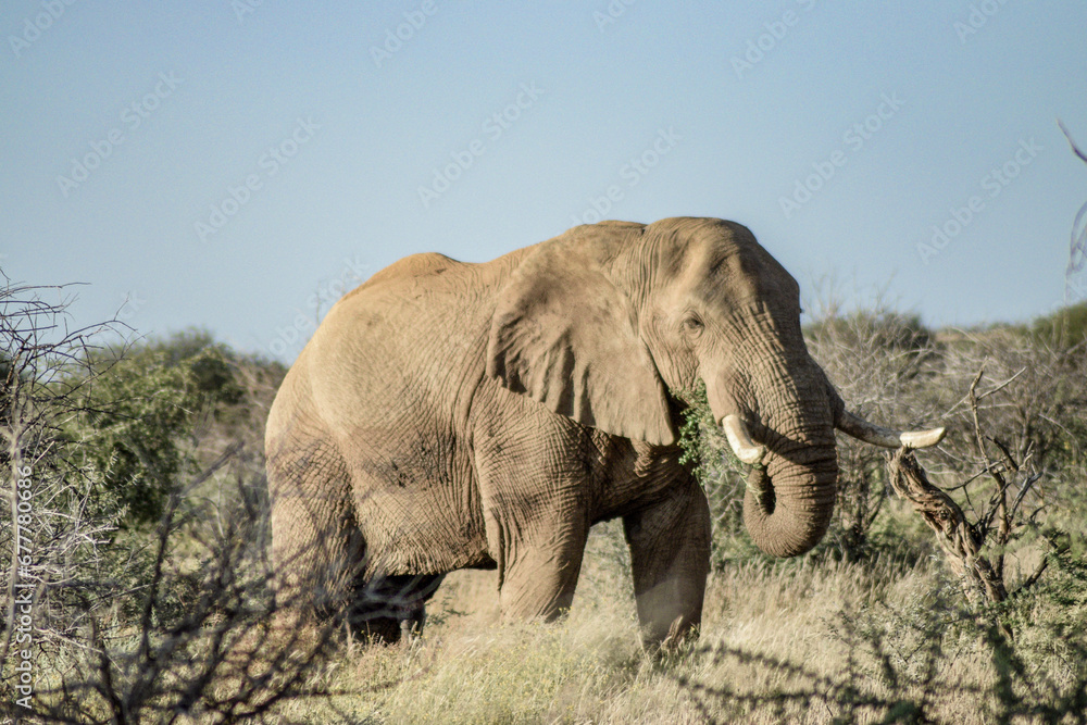Fototapeta premium elephant in the savannah