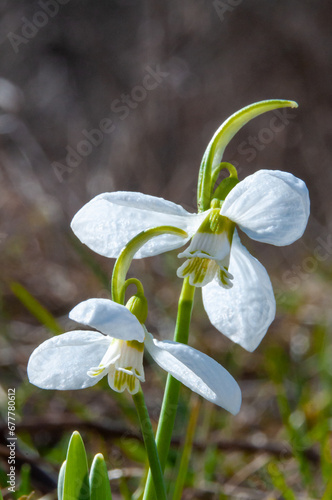 Galanthus elwesii (Elwes's, greater snowdrop), close-up of white snowdrop flowers in the wild photo