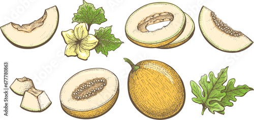 Colored ripe melon engraving illustration