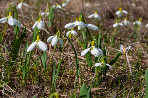 Galanthus elwesii (Elwes's, greater snowdrop), general shot of blooming snowdrops in the wild photo