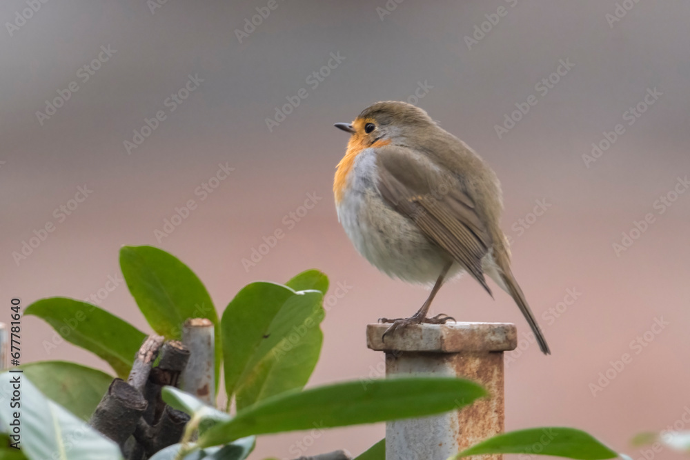 Cute chubby robin bird or redbreast, Erithacus rubecula, standing on the railing of a hedge, Tone on tone funny bird. Greeting card.