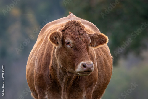A solitary Limousin bull looking at the camera.