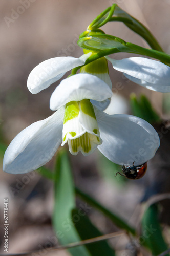 Galanthus elwesii (Elwes's, greater snowdrop), close-up of white snowdrop flowers in the wild photo