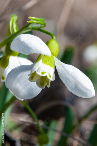 Galanthus elwesii (Elwes's, greater snowdrop), close-up of white snowdrop flowers in the wild photo