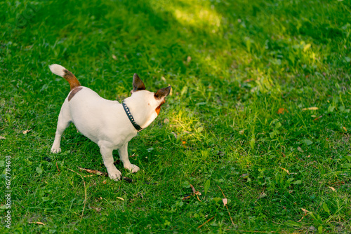 portrait of an active playful dog of the jack russell terrier breed on a walk in the park gnaws on a stick the concept of love for animals © Guys Who Shoot