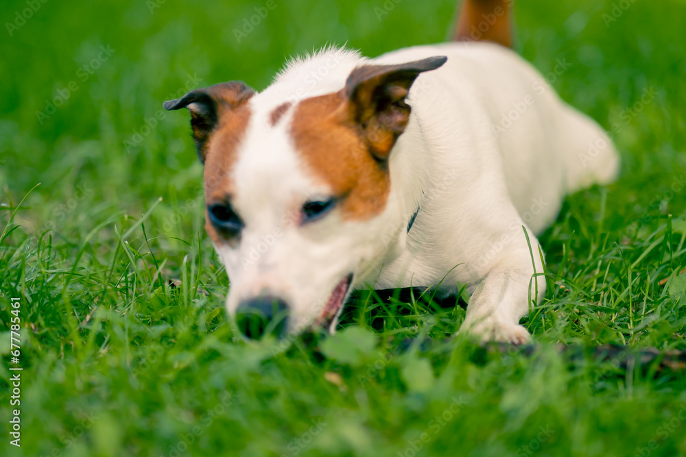 portrait of an active playful dog of the jack russell terrier breed on a walk in the park gnaws on a stick the concept of love for animals