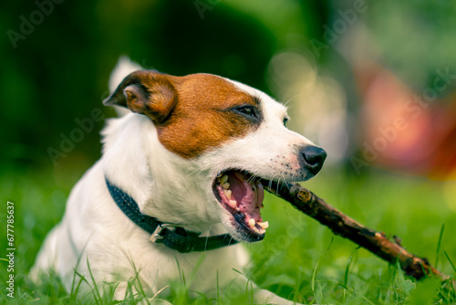 Fototapeta Naklejka Na Ścianę i Meble -  portrait of an active playful dog of the jack russell terrier breed on a walk in the park gnaws on a stick the concept of love for animals