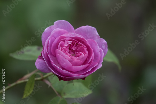 close up of a pink rose with a blurred green background