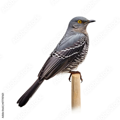 Cuckoo Bird on Transparent Background © MatPhoto