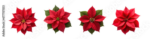 Set of poinsettias flowers isolated on a transparent background 