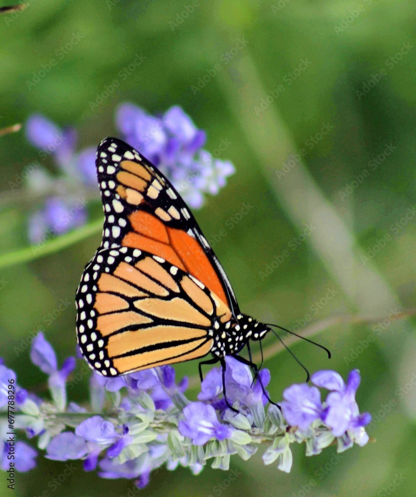 a butterfly on some purple flowers in the wild woods for background a butterfly on some purple flowers in the wild woods for background
