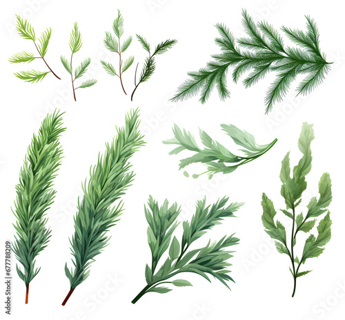 set of forest fir branches illustrations  
