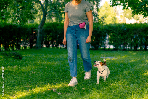 zoo psychologist or trainer works with a small jack russell terrier in the park socializes the dog exercises the team nearby caring for animals