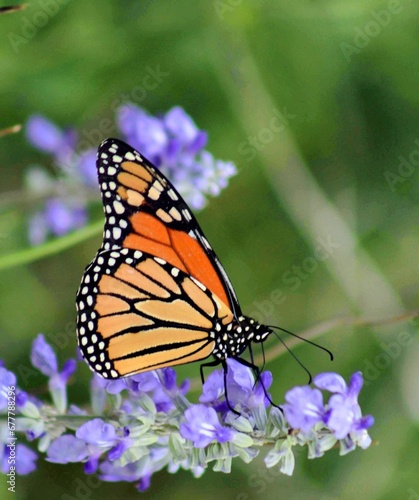 a butterfly on some purple flowers in the wild woods for background