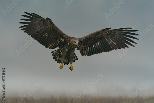 White Tailed Eagle (Haliaeetus albicilla) in flight in the forest of Poland, Europe. Birds of prey. Sea eagle. Dark background. Nature dreamy foggy (misty) background. 